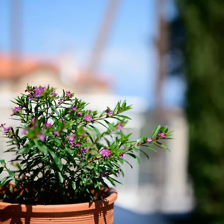 Agapi Deluxe فيلة *